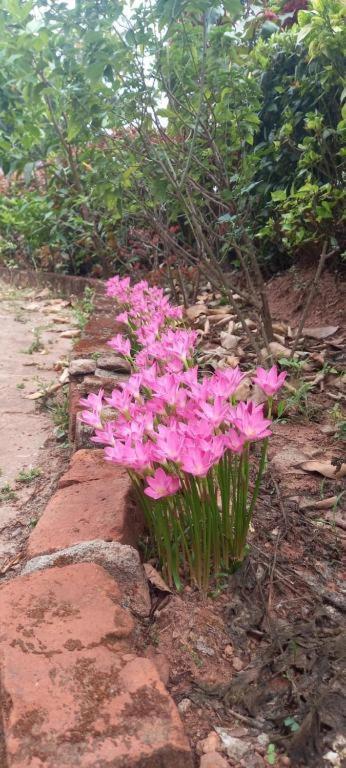Westernghats Homestay Tulsa Exterior foto